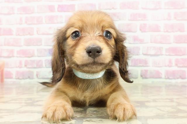 東京都のカニンヘンダックスフンド(ロング) (Coo&RIKU大久保店/2025年4月19日生まれ/男の子/レッド)の子犬
