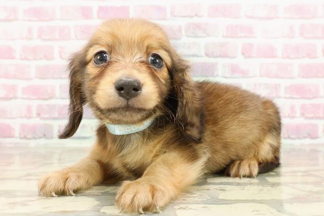 東京都のカニンヘンダックスフンド(ロング) (Coo&RIKU大久保店/2025年4月19日生まれ/男の子/レッド)の子犬の2枚目の画像