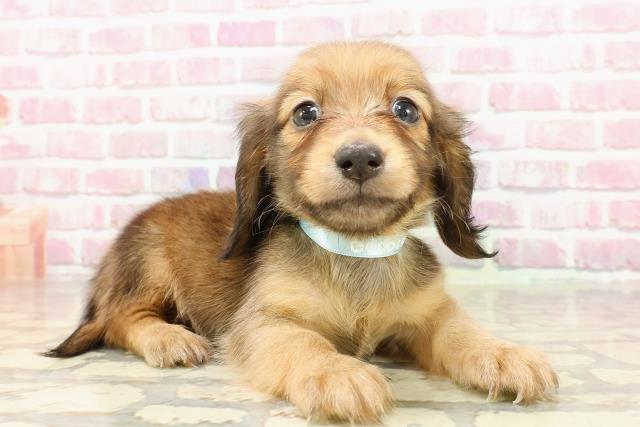 東京都のカニンヘンダックスフンド(ロング) (Coo&RIKU大久保店/2025年4月19日生まれ/男の子/レッド)の子犬の3枚目の画像