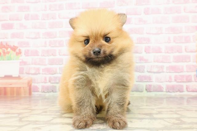 東京都のポメラニアン (Coo&RIKU秋葉原店/2025年4月19日生まれ/男の子/オレンジ)の子犬の1枚目の画像
