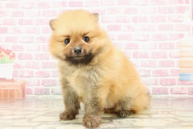 東京都のポメラニアン (Coo&RIKU秋葉原店/2025年4月19日生まれ/男の子/オレンジ)の子犬の2枚目の画像