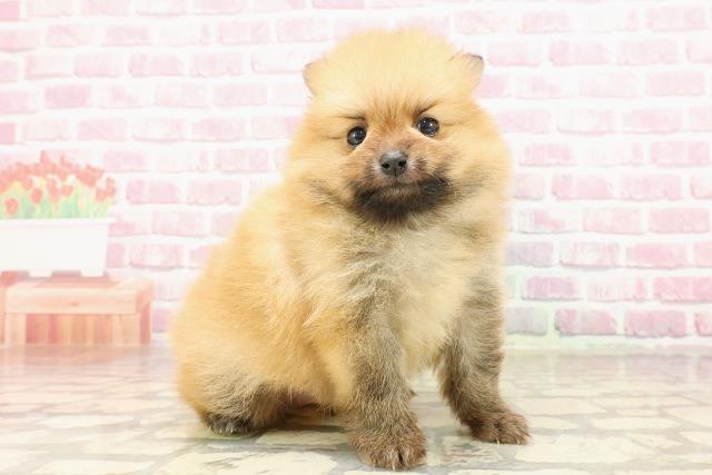 東京都のポメラニアン (Coo&RIKU秋葉原店/2025年4月19日生まれ/男の子/オレンジ)の子犬の3枚目の画像