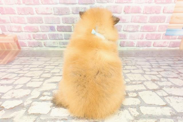 東京都のポメラニアン (Coo&RIKU秋葉原店/2025年4月19日生まれ/男の子/オレンジ)の子犬の4枚目の画像