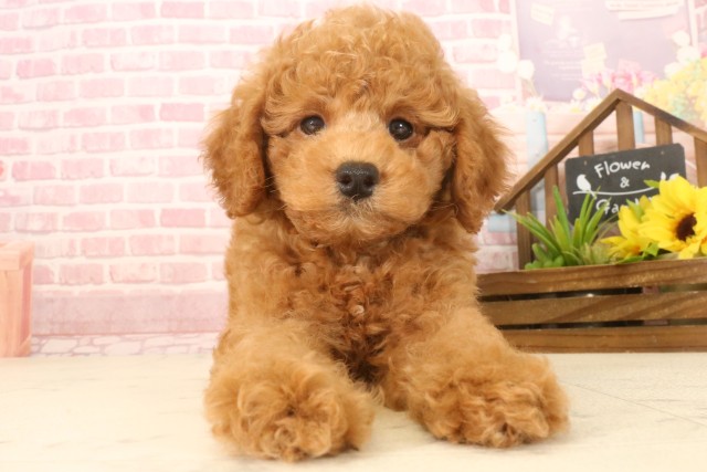 広島県のトイプードル(トイ) (Coo&RIKU福山店/2025年4月17日生まれ/男の子/レッドフォーン)の子犬