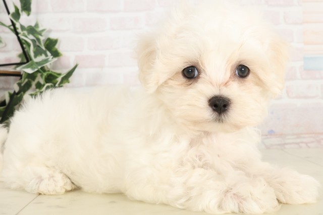 鳥取県のマルチーズ (Coo&RIKUラ・ムー鳥取東店/2025年4月19日生まれ/男の子/ホワイト)の子犬の2枚目の画像