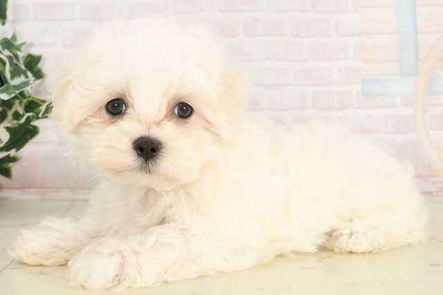 鳥取県のマルチーズ (Coo&RIKUラ・ムー鳥取東店/2025年4月19日生まれ/男の子/ホワイト)の子犬の3枚目の画像