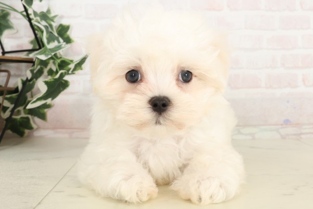 広島県のマルチーズ (Coo&RIKU福山店/2025年4月19日生まれ/男の子/ホワイト)の子犬の1枚目の画像