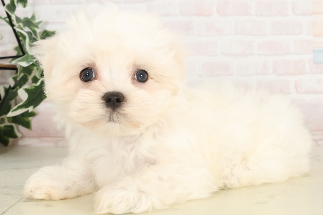 広島県のマルチーズ (Coo&RIKU福山店/2025年4月19日生まれ/男の子/ホワイト)の子犬の3枚目の画像
