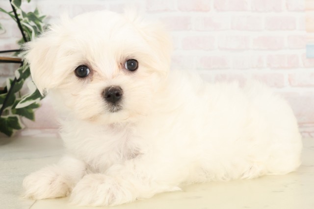 愛媛県のマルチーズ (Coo&RIKU愛媛松山店/2025年4月19日生まれ/女の子/ホワイト)の子犬の3枚目の画像