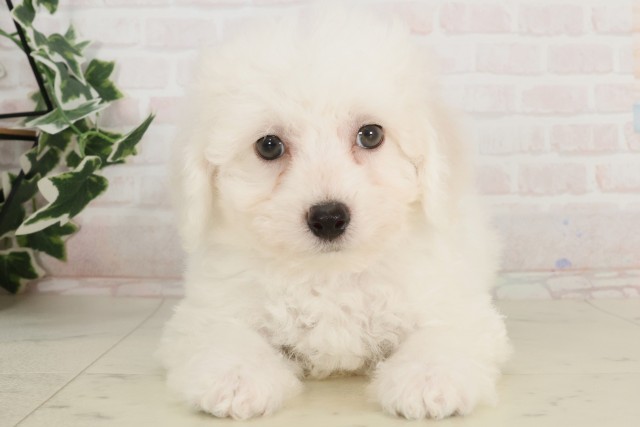 長崎県のビションフリーゼ (Coo&RIKU大村店/2025年4月18日生まれ/男の子/ホワイト)の子犬