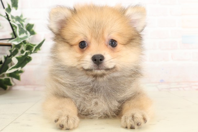 愛知県のポメラニアン (Coo&RIKU東海店/2025年4月19日生まれ/男の子/オレンジ)の子犬の1枚目の画像