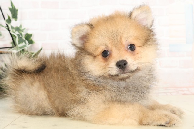 愛知県のポメラニアン (Coo&RIKU東海店/2025年4月19日生まれ/男の子/オレンジ)の子犬の2枚目の画像