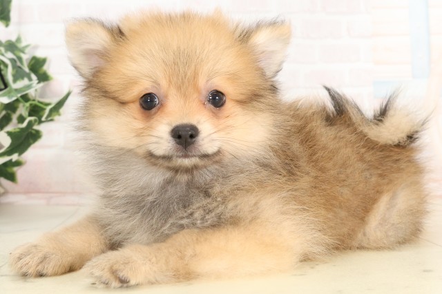 愛知県のポメラニアン (Coo&RIKU東海店/2025年4月19日生まれ/男の子/オレンジ)の子犬の3枚目の画像