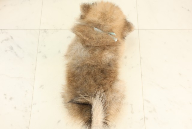 愛知県のポメラニアン (Coo&RIKU東海店/2025年4月19日生まれ/男の子/オレンジ)の子犬の4枚目の画像