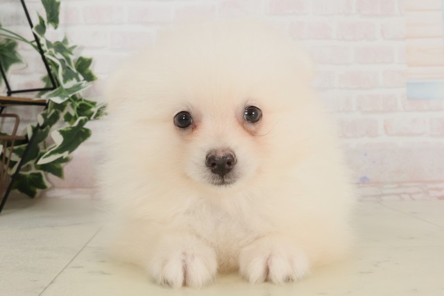 愛知県のポメラニアン (Coo&RIKU名古屋みなと店/2025年4月19日生まれ/男の子/クリーム)の子犬