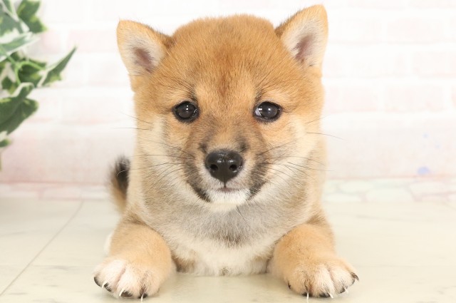 福岡県の豆柴 (Coo&RIKUゆめタウン飯塚店/2025年4月19日生まれ/女の子/赤)の子犬