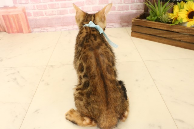 長野県のトイガー (Coo&RIKU長野店/2025年3月21日生まれ/男の子/ブラウンスポットタビー)の子猫の4枚目の画像