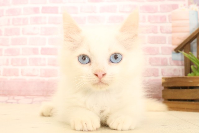 新潟県のサイベリアン (Coo&RIKU上越店/2025年3月16日生まれ/男の子/クリームタビーホワイト)の子猫の1枚目の画像
