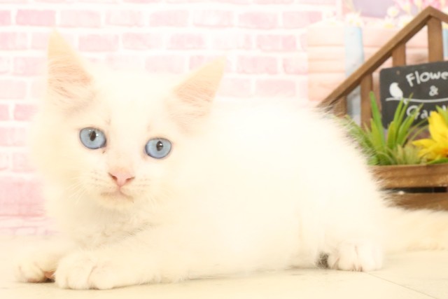 新潟県のサイベリアン (Coo&RIKU上越店/2025年3月16日生まれ/男の子/クリームタビーホワイト)の子猫の3枚目の画像