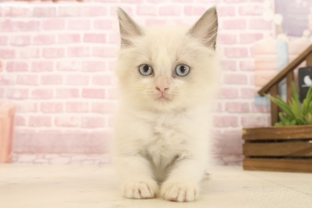 新潟県のラグドール (Coo&RIKU上越店/2025年4月18日生まれ/女の子/ブルーポイントバイカラー)の子猫の1枚目の画像
