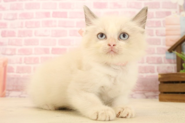 新潟県のラグドール (Coo&RIKU上越店/2025年4月18日生まれ/女の子/ブルーポイントバイカラー)の子猫の2枚目の画像