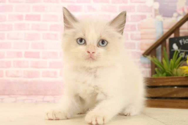 新潟県のラグドール (Coo&RIKU上越店/2025年4月18日生まれ/女の子/ブルーポイントバイカラー)の子猫の3枚目の画像