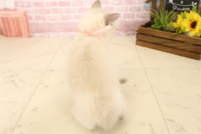 新潟県のラグドール (Coo&RIKU上越店/2025年4月18日生まれ/女の子/ブルーポイントバイカラー)の子猫の4枚目の画像