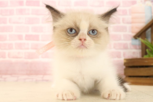東京都のラグドール (Coo&RIKU立川店/2025年4月18日生まれ/女の子/シールポイントバイカラー)の子猫の1枚目の画像