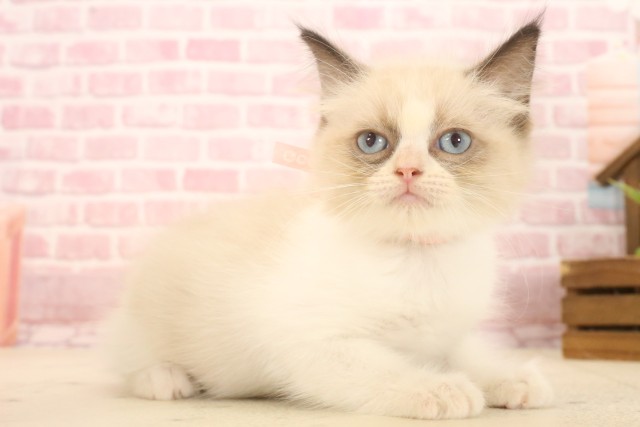 東京都のラグドール (Coo&RIKU立川店/2025年4月18日生まれ/女の子/シールポイントバイカラー)の子猫の2枚目の画像