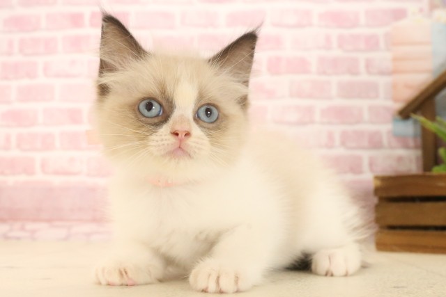 東京都のラグドール (Coo&RIKU立川店/2025年4月18日生まれ/女の子/シールポイントバイカラー)の子猫の3枚目の画像