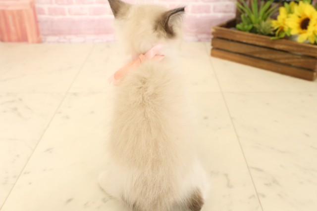 東京都のラグドール (Coo&RIKU立川店/2025年4月18日生まれ/女の子/シールポイントバイカラー)の子猫の4枚目の画像