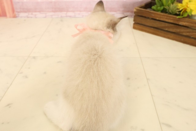 埼玉県のラグドール (Coo&RIKU春日部店/2025年4月18日生まれ/女の子/シールリンクスポイント)の子猫の4枚目の画像