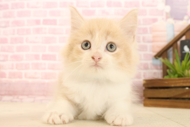 ノルウェージャン・フォレストキャット