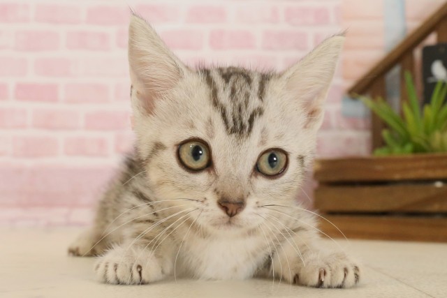 香川県のマンチカン (Coo&RIKU高松上福岡店/2025年4月8日生まれ/女の子/シルバータビー)の子猫の1枚目の画像