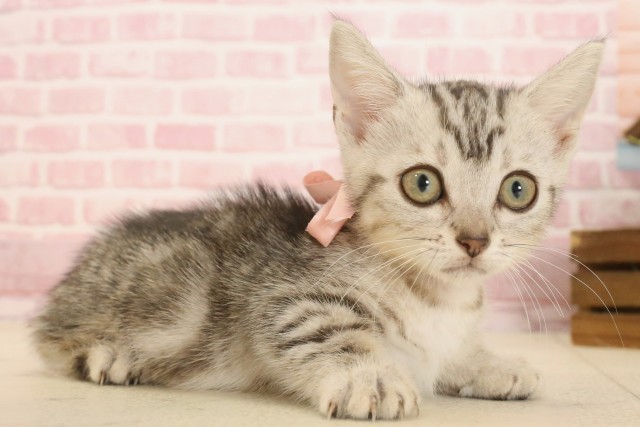 香川県のマンチカン (Coo&RIKU高松上福岡店/2025年4月8日生まれ/女の子/シルバータビー)の子猫の2枚目の画像