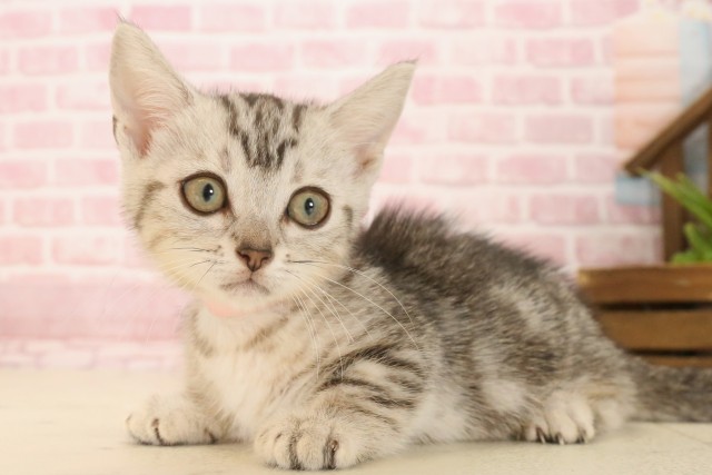 香川県のマンチカン (Coo&RIKU高松上福岡店/2025年4月8日生まれ/女の子/シルバータビー)の子猫の3枚目の画像