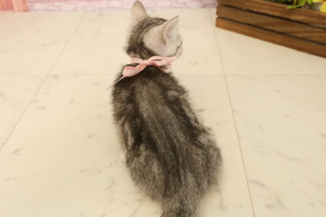 香川県のマンチカン (Coo&RIKU高松上福岡店/2025年4月8日生まれ/女の子/シルバータビー)の子猫の4枚目の画像