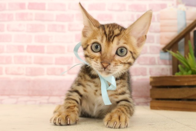 埼玉県のトイガー (Coo&RIKU春日部店/2025年4月16日生まれ/男の子/ブラウンスポットタビー)の子猫の1枚目の画像