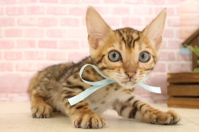 埼玉県のトイガー (Coo&RIKU春日部店/2025年4月16日生まれ/男の子/ブラウンスポットタビー)の子猫の2枚目の画像