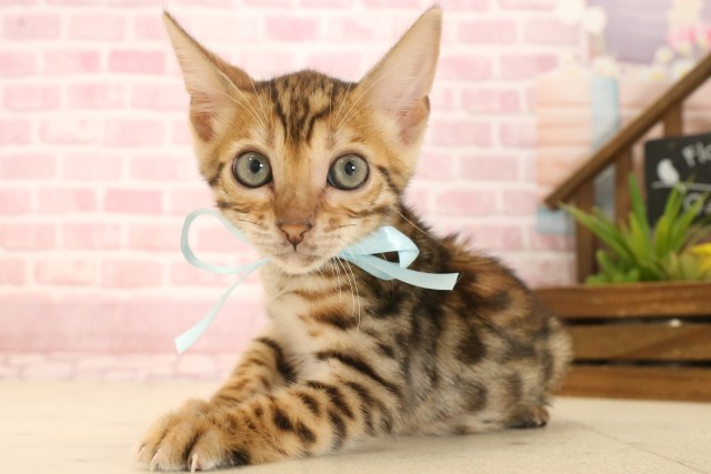 埼玉県のトイガー (Coo&RIKU春日部店/2025年4月16日生まれ/男の子/ブラウンスポットタビー)の子猫の3枚目の画像