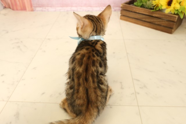 埼玉県のトイガー (Coo&RIKU春日部店/2025年4月16日生まれ/男の子/ブラウンスポットタビー)の子猫の4枚目の画像