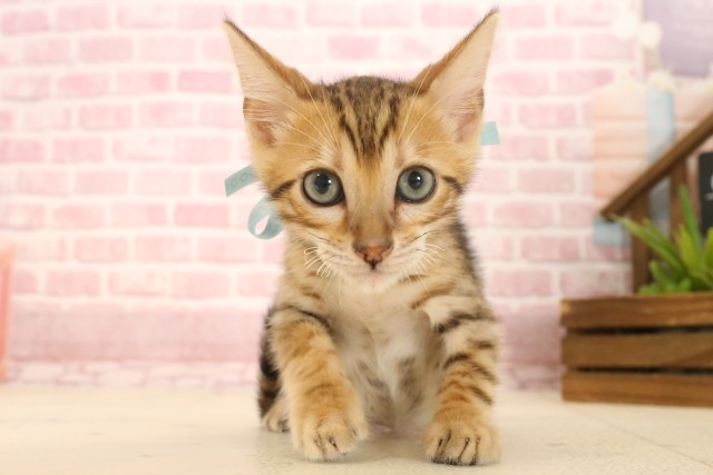 東京都のトイガー (Coo&RIKU東久留米店/2025年4月16日生まれ/男の子/ブラウンスポットタビー)の子猫