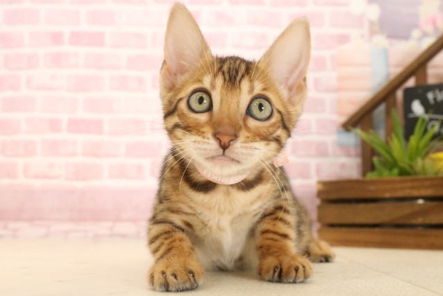 千葉県のトイガー (Coo&RIKU市原店/2025年4月16日生まれ/女の子/ブラウンスポットタビー)の子猫