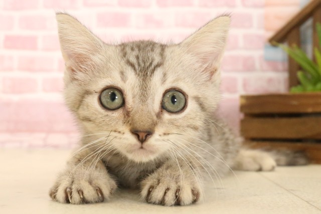 山口県のマンチカン (Coo&RIKUシーモール下関店/2025年4月1日生まれ/男の子/シルバータビー)の子猫の1枚目の画像