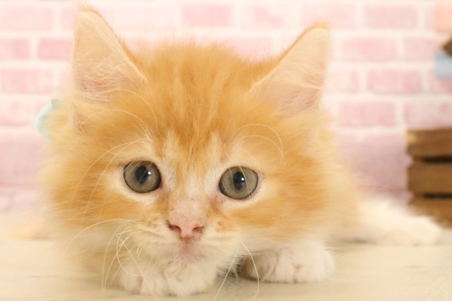 福島県のサイベリアン (Coo&RIKU郡山店/2025年4月4日生まれ/男の子/レッドタビーホワイト)の子猫の1枚目の画像