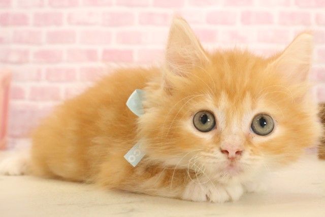 福島県のサイベリアン (Coo&RIKU郡山店/2025年4月4日生まれ/男の子/レッドタビーホワイト)の子猫の2枚目の画像