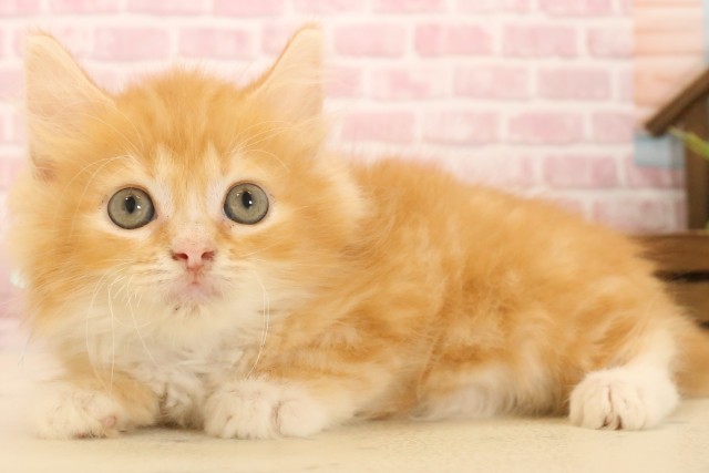 福島県のサイベリアン (Coo&RIKU郡山店/2025年4月4日生まれ/男の子/レッドタビーホワイト)の子猫の3枚目の画像
