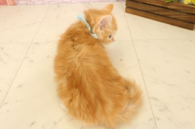 福島県のサイベリアン (Coo&RIKU郡山店/2025年4月4日生まれ/男の子/レッドタビーホワイト)の子猫の4枚目の画像
