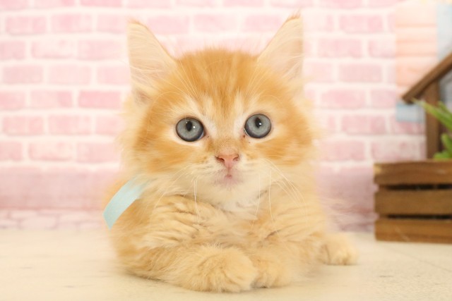 埼玉県のサイベリアン (Coo&RIKU春日部店/2025年4月4日生まれ/男の子/レッドタビー)の子猫の1枚目の画像