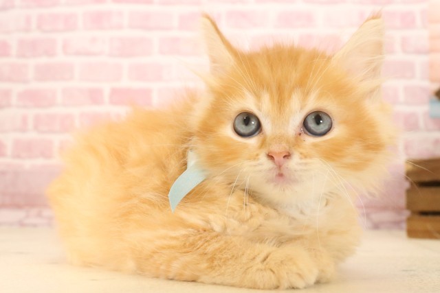 埼玉県のサイベリアン (Coo&RIKU春日部店/2025年4月4日生まれ/男の子/レッドタビー)の子猫の2枚目の画像